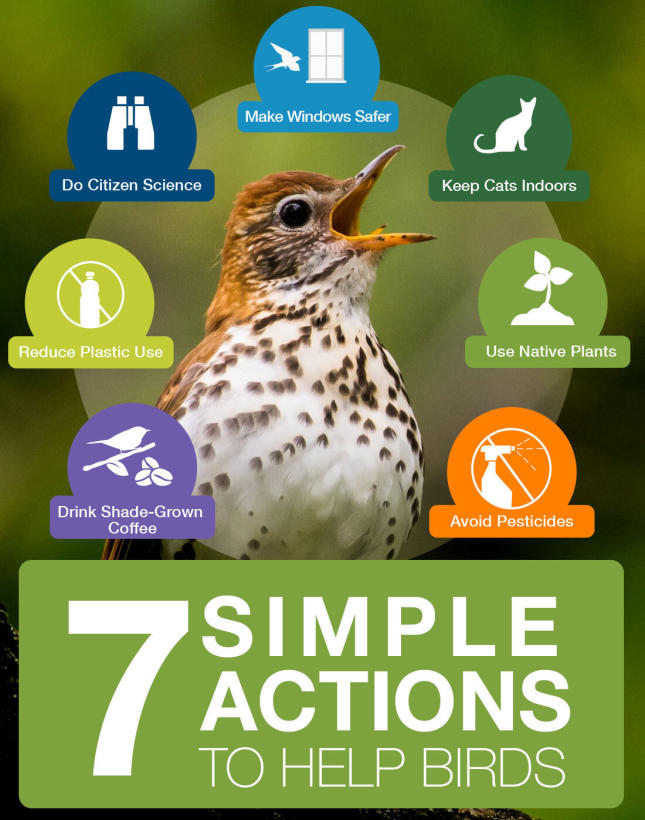 3 Billion Birds - 7 Simple Actions