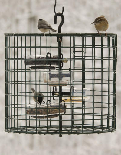 Chickadees with On-Guard Cage